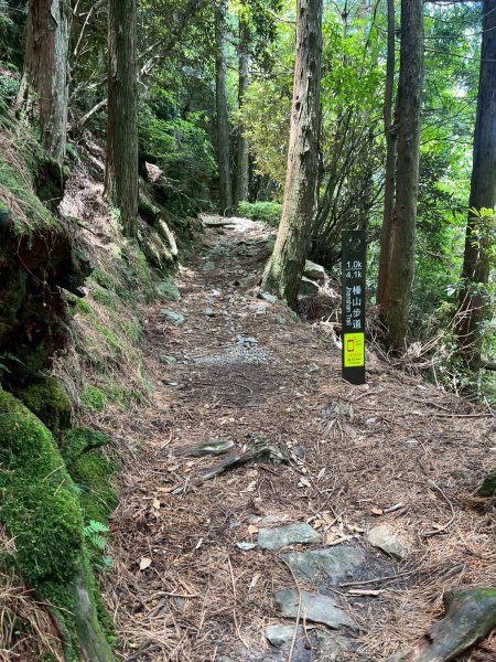 新竹 五峰 觀霧國家森林遊樂區 大鹿林道西線 榛山步道2811389