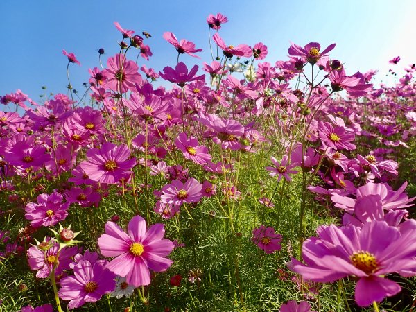 2019新社花海2019/11/12734663