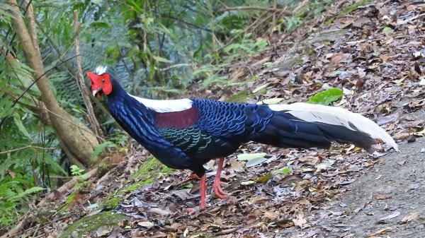 翡翠水庫壩頂 #火燒雲雲海 #日出雲海 #鱷魚島 #藍腹鷴 4/292773456