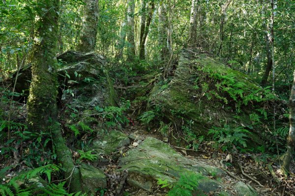 桃園 復興 上宇內山、南插天山2339573