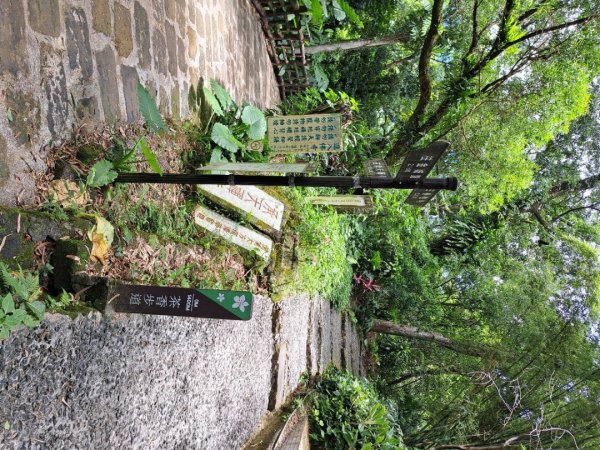 2026微笑山線望月亭桐花段3103851