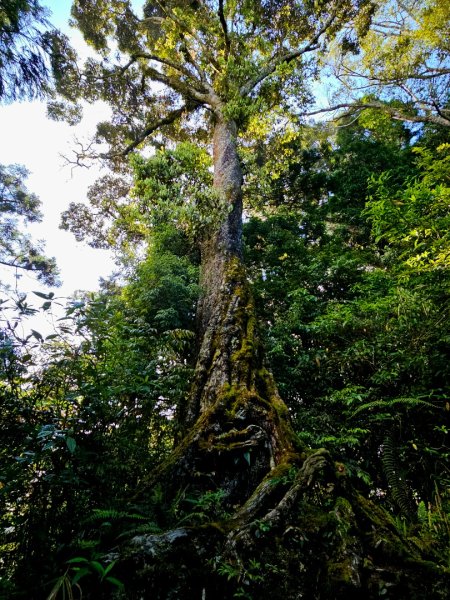 金柑樹山、忘憂森林步道-(南投)臺灣百大必訪步道2789374