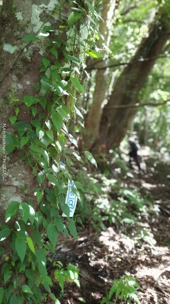 《新竹》遺世古堡｜尖石李崠山登山步道202507182841009