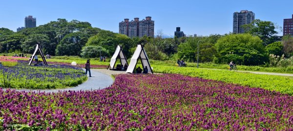 首訪 #古亭河濱公園 #花海 3/153015661