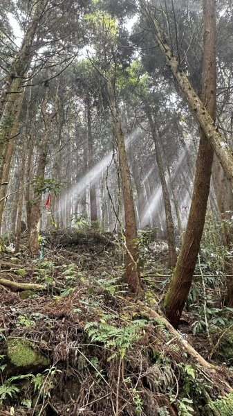 米堤香蕉園-鳳凰山-鳳凰南峰（台寅山） -金柑樹山-金柑樹山西北峰-領頭山東峰-忘憂森林2551809