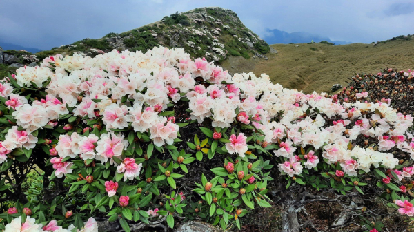《南投》高山杜鵑盛宴｜哈哈山、石門山北峰