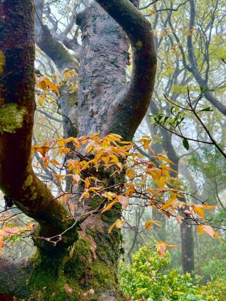 卡保石壁一葉蘭（耘夢谷上逐鹿山下O走）2809569