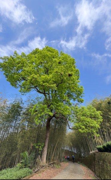 鳳凰谷步道走凍頂麒麟山2772734