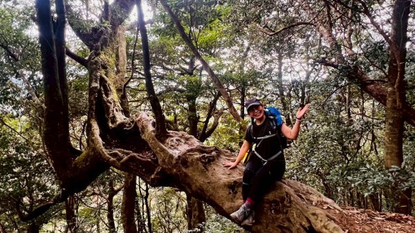 🌈12/28（日）北得拉曼神木+內鳥嘴山✨FB：熊熊趴爬走🌈2971309