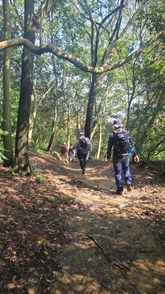 2025-0204 鶯歌_大凍山_三角埔頂山_迴龍2707922