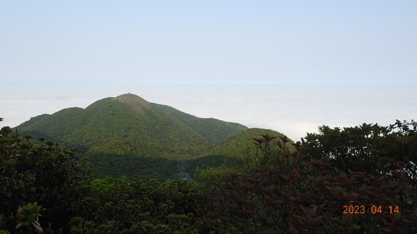 邂逅江湖傳說已久鐘萼木(據說冰河孓遺植物)，再見差強人意的月光/日出雲海2112147