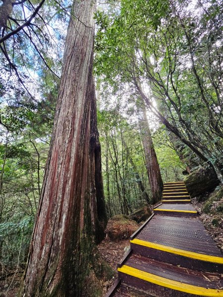 大雪山森林遊樂區森林浴步道2966012