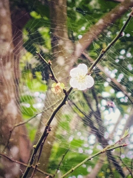 1140101元旦爬山趣2680846