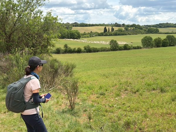 Via Francigena D3: monteriggioni-siena3072812