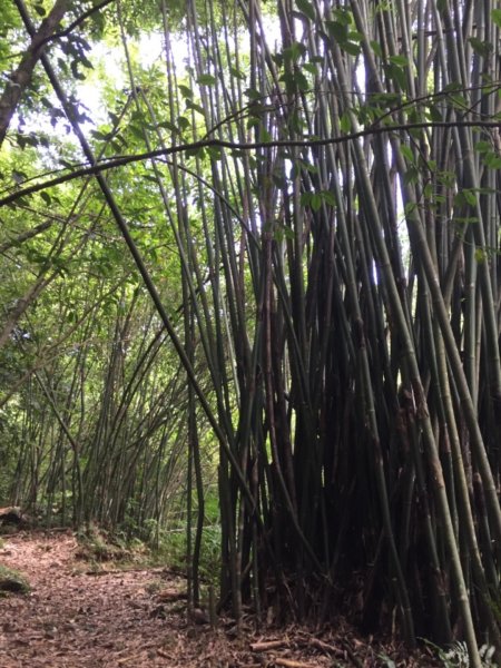 淡蘭古道-北路986205