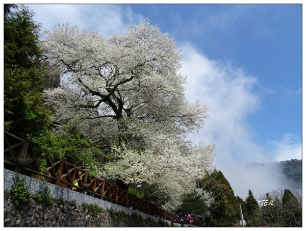 觀霧山莊/霧社櫻封面