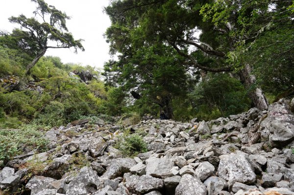 南投 信義 玉山前峰2352070