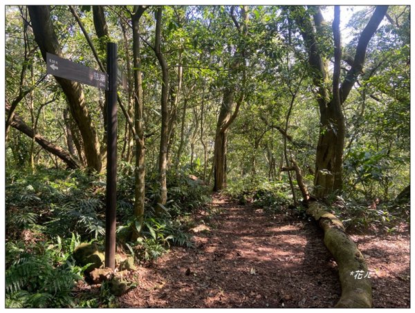 草嶺山、白石山、頭寮山 六連峰 O型路線2798532