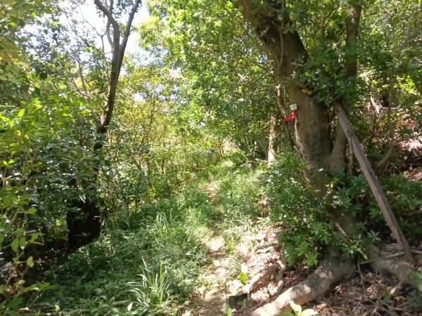 基隆市金交椅山+金交椅南峰+紅淡山東北峰、北北峰、北峰+紅淡山+厲翼嶺出三坑車站2903196