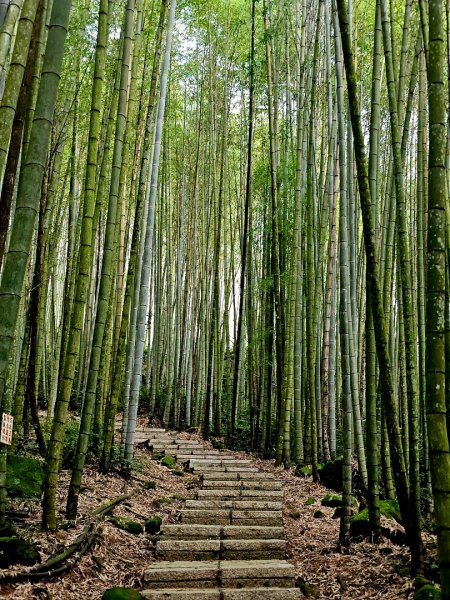 阿里山頂湖步道 - 2024嘉遊好步道．來嘉走走2631671