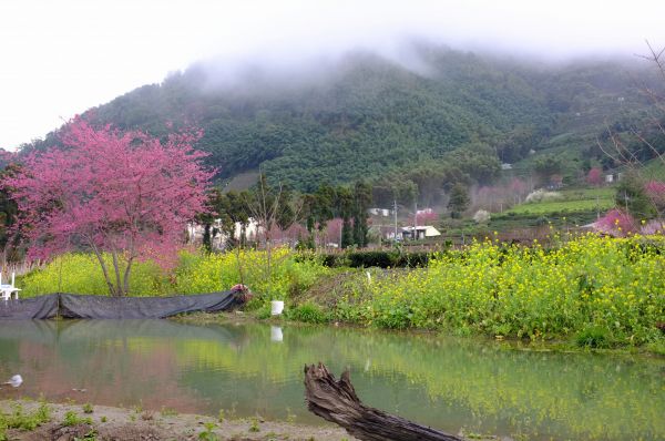 草坪頭櫻花李花梅花開336395