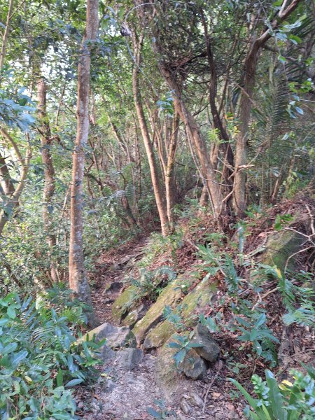 關西赤柯山+東西獅頭山+馬福山+玉山O型2670795