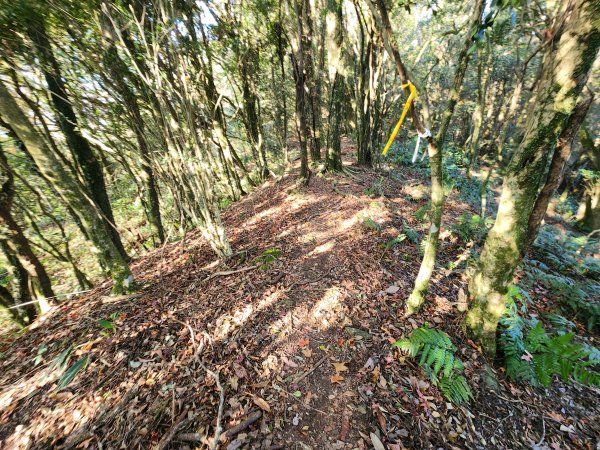 20260118騰龍山加里山O型2997511