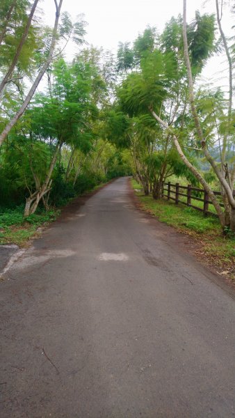 鹿谷芙蓉步道1530300