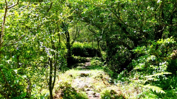 中坑古道東山西山2896468