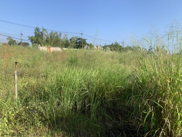 20250929台南草坪埔山-牛息山-竹腳湖山西北峰2899766