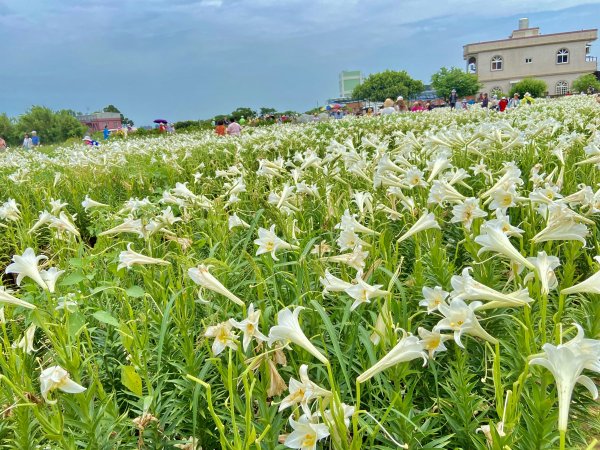 白千層鐵炮百合園、綠韻大道悠遊    2024.5.72498446