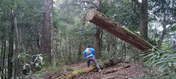 2024/03/09-石麻達山+屯野生台山連走2448845