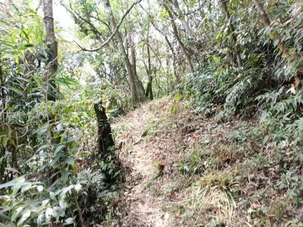 雙溪區打鐵寮山-鶯子嶺-坪溪山-烏山63號-烏山越嶺古道(坪溪山北峰)P字走3023729