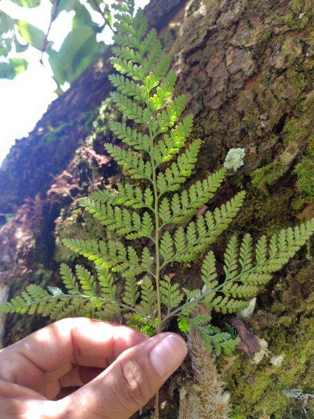 關頭山 舊武界越山 巴蘭山2892130