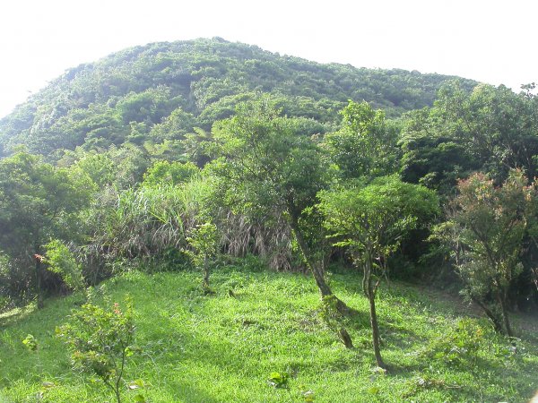 石硿大崙/姜子頭山1959518