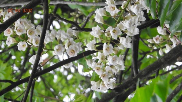 五色鳥和鐘萼木&夕陽晚霞 4/202766526