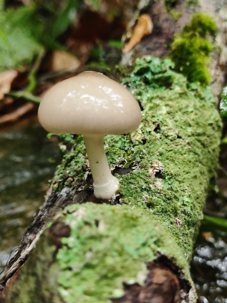 北得拉曼神木群連走內鳥嘴山2940218