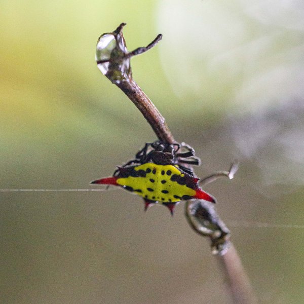 傳說中的「魔神仔洞」| 菁桐古道（汐止段＆平溪段）2721247