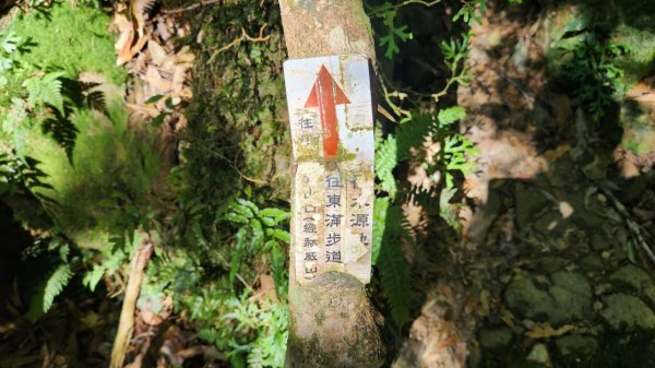 【中級山】插天山的奇幻世界，赫威山，赫威神木群步道2741324