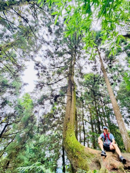 1150730嘉義大凍山之旅3092612
