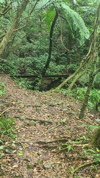 2025-01232淡蘭古道北二段(燦光寮古道到澳底)2696575