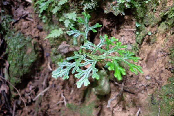 桃園復興區  東卡O縱2823836