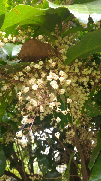 獨立山、大巃頂91120