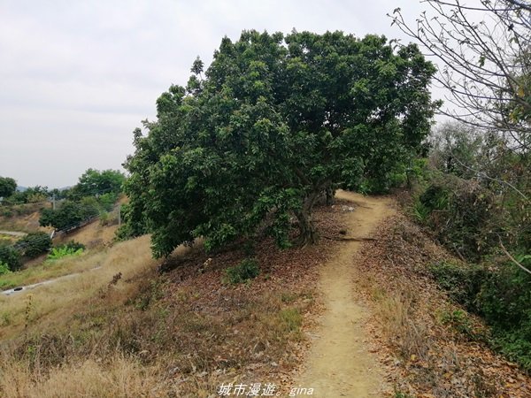 【台中。霧峰】散步小百岳。 小百岳集起來。 編號46小百岳~阿罩霧山1391501