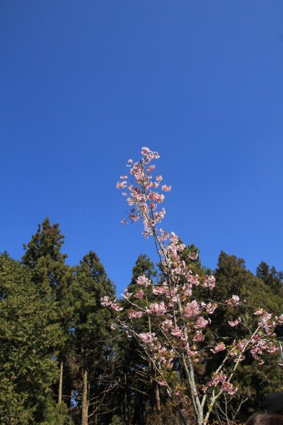 阿里山的櫻花前戲1635052