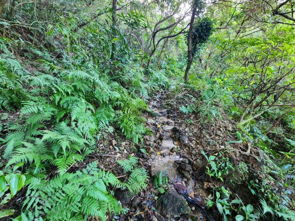 20241201侯硐復興煤礦三貂嶺山大小粗坑O型2681273