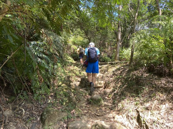 《五指山古道 × 石盤瀑布 × 友蚋山南峰 × 柯子林天然泳池｜尋訪山林古道與靜謐日式庭園》2922998