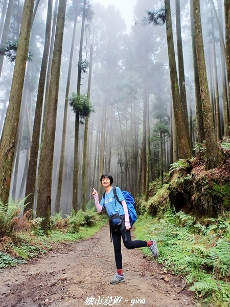 【嘉義縣阿里山鄉】避暑山林芬多精。 石山引水道步道、鹿林前山瀑布2280167