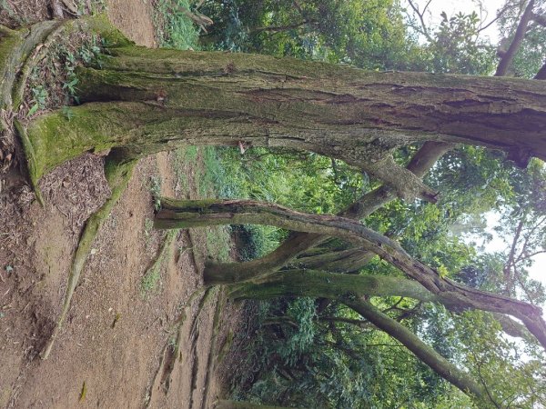 微笑山線之大棟山系2838156