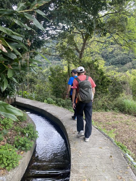 如墨暈染的春日邂逅｜中山樓墨染櫻 × 北投步道探花記2853875
